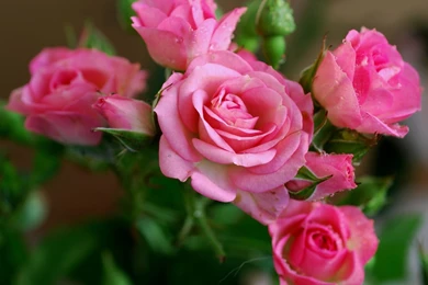 FreePhotoz Daily Wallpapers & Backgrounds   Pink Rose Flower