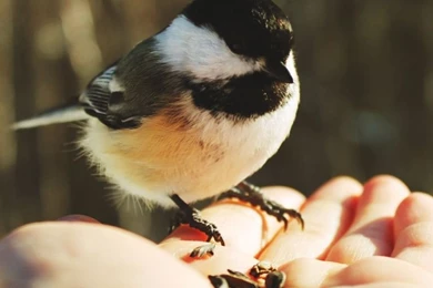 Wild Bird HD Desktop Wallpapers : Widescreen : High Definition ...