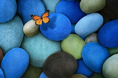 Download Mobile Wallpaper: Butterflies, Insects, Backgrounds ...