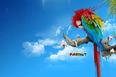 Colorful parrot creative backgrounds wallpaper image.jpg