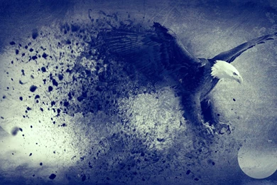 Creative Crow Birds HD Wallpapers   New HD Wallpapers