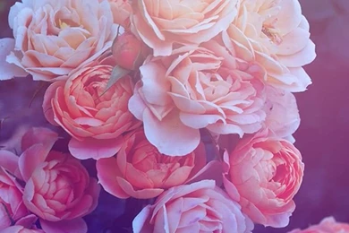 Free Wallpapers Downloads