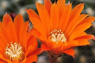 Cute Cell Phone Wallpapers Hd Mobile Wallpapers