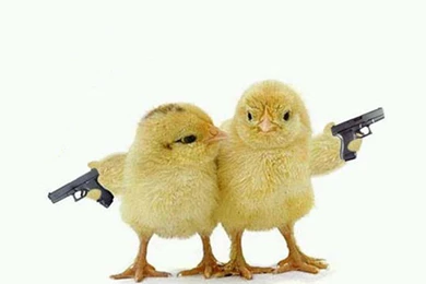 Funny Backgrounds For Desktop