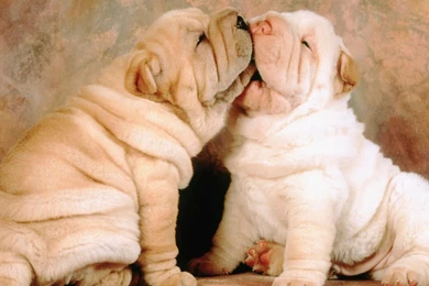 Pictures Of Very Cute Puppies   Wallpapers High Definition