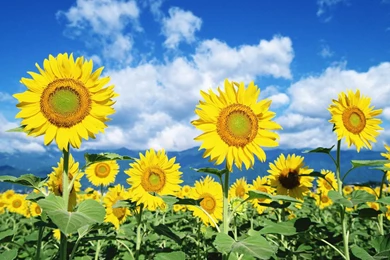 Nature Backgrounds, View, Wallpapers Of Nature, Windows Wallpapers ...