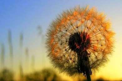 Samsung Galaxy S III L710 Free Mobile Wallpapers Screensavers ...