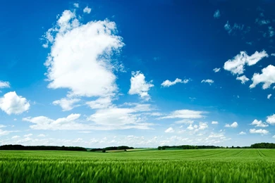 Nature Grass Skyscapes Blue Skies Wallpapers
