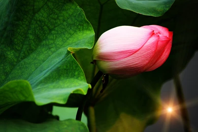 Computer Wallpapers: Wallpapers For Phones That Move