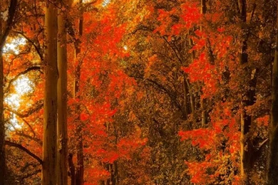 Red Maple Forest Autumn Wallpapers   Free iPhone Wallpapers