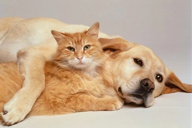 Cats and dogs in love wallpaper.jpg