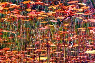 MELON HEART: Jackson Pollock Life