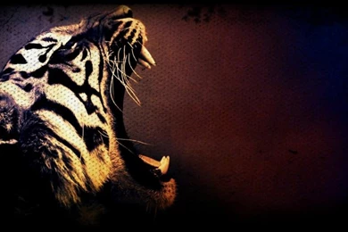Tiger Roaring Wallpaper,tiger HD Wallpaper,artistic HD Wallpapers ...