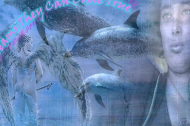 Dolphins Wallpapers Page 4: Dolfin Dreams Backgrounds Dolfins High ...