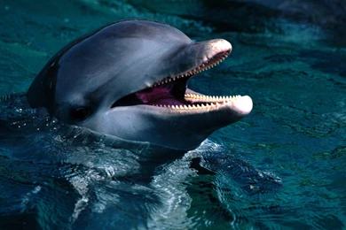 Bottlenose Dolphins HD Wallpapers