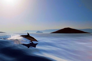 Dolphins: Dolphin Cool Picture Desktop Backgrounds For HD 16:9 ...