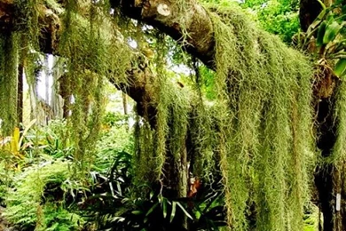 Deep Forest iPhone 5 Wallpapers