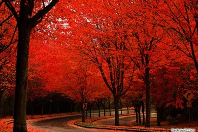 Wallpapers Collection Of Nature New Edition 1024x768