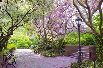 Wallpapers Parks Central Park, New York Nature Image