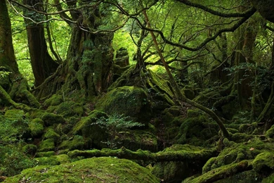 Green Forest Wallpapers Green Wallpapers (20036596) Fanpop