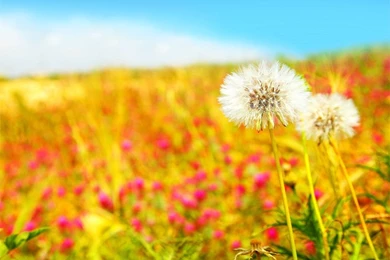 Spring Scene Wallpapers   Crazy Frankenstein