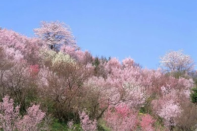 Spring Scene Wallpapers   Spring Trees & Spring Flowers9   Wallcoo.net