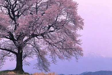 Spring Scene Wallpapers   Spring Trees & Spring Flowers13   Wallcoo.net