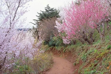 Spring Scene Wallpapers   Spring Trees & Spring Flowers12   Wallcoo.net