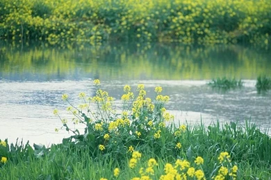 Spring Scene Wallpapers   Spring Trees & Spring Flowers4   Wallcoo.net