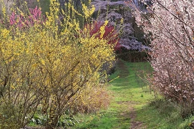 Spring Scene Wallpapers   Spring Trees & Spring Flowers10   Wallcoo.net