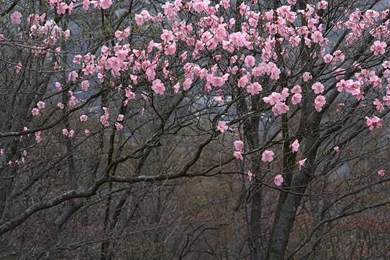 Spring Scene Wallpapers   Spring Trees & Spring Flowers21   Wallcoo.net