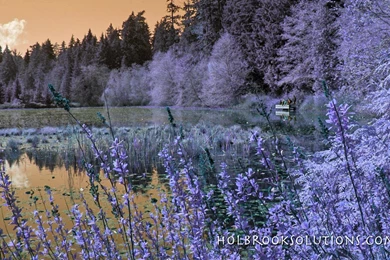 Spring Scene Wallpapers   (