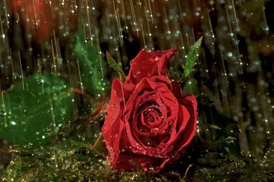 Beautiful Roses Wallpapers Free Download – Valentine Week 2016