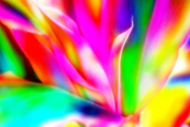 1024x640px Colorful Images Soft Petals