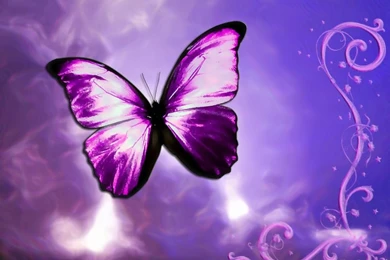 937 Butterfly HD Wallpapers