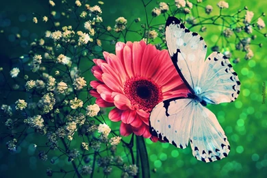 Desktop background butterfly wallpaper.jpg