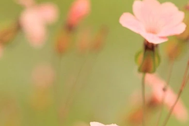 Summer Song 640x1136 Wallpapers For Iphone 5_iPhone Wallpapers ...