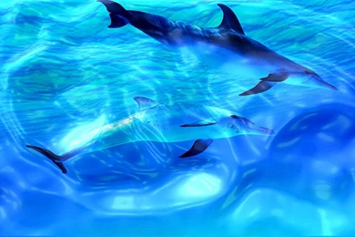 Live Wallpapers Desktop   Wallpapers HD Fine