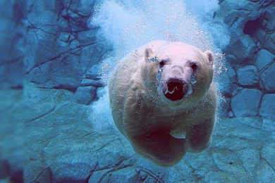 Live Wallpapers Computer Desktop   5 Items