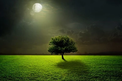 Wallpapers Moon, Moonlight, Field, Tree, Grass, Night, Sky, Green ...