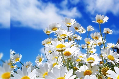 Windows 10 Wallpapers Waf023 – Wallpaperjosh