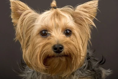 Yorkshire Terrier PC Desktop Wallpapers Wallpapers