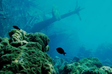 Shipwreck — Recipes Hubs