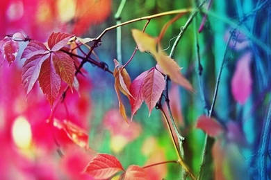 Colorful Leaves HD Desktop Wallpapers : High Definition ...