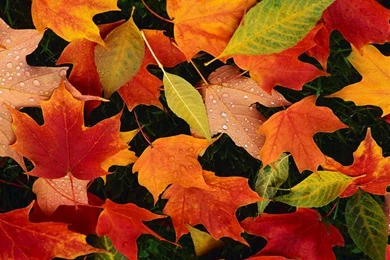 Falling Leaves Wallpapers