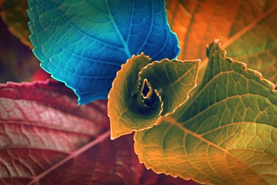 Download Colorful Of Leaves Wallpapers Free By Udhao.net