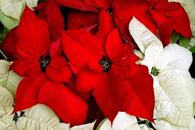 Download Wallpapers 1920x1080 Poinsettia, Flower, Two colored ...