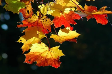 Wallpaper, Leaves, Autumn, Web, Colorful (