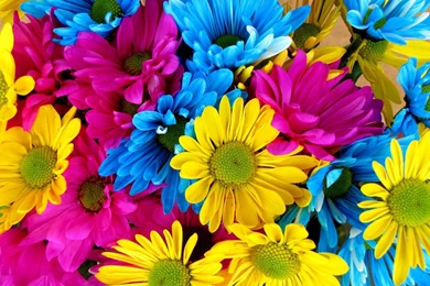 Colourful Daisies   (