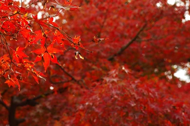 Red Leaves Wallpapers